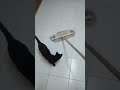 Epic Showdown Round 1: My Cat vs. Squeegee in a Cleaning Battle