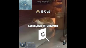 connection interrupted cat meme