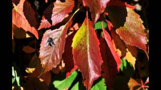 Benedictus Schwartze Flickr photos