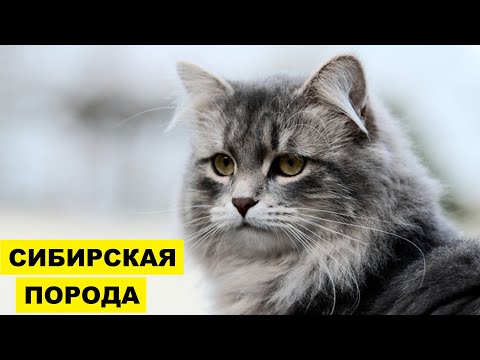 Сибирская кошка плюсы