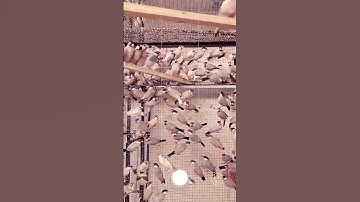 Java sparrow , Fawn Java