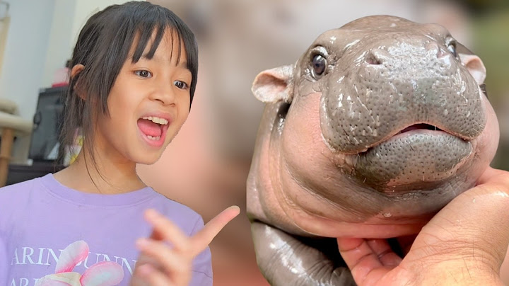 บริ้งค์ไบรท์ | ตามหาหมูเด้ง ฮิปโปแคระ