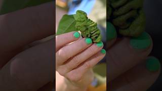 Help! My fruit tree leafs are curling!!! | Gardening Australia