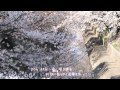 さくら(独唱)