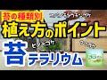 初心者必見！苔種類別植え方のポイント【苔テラリウム制作】