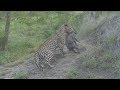 Safari Live : The Hukumuri Male makes a kill on drive this morning with Noelle Feb 09, 2018