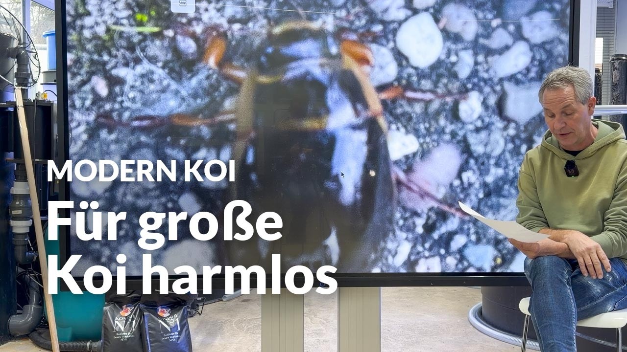 Gelbrandkäfer im Koiteich: gefährlich oder harmlos? | Modern Koi Blog #8014
