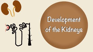 Development of the Kidneys | Renal Embryology | Development of the Urinary System | Embryology