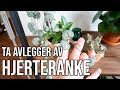 TA AVLEGGER AV: Hjerteranke | String of Hearts | Ceropegia Woodii