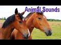 Animal Sounds for Children ( 20 Amazing Animals) #animals @CoComelonAnimalTime