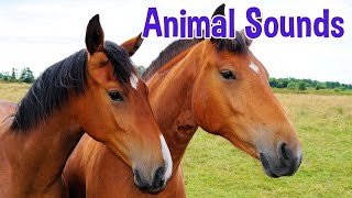 Animal Sounds for Children ( 20 Amazing Animals) #animals #animalsounds