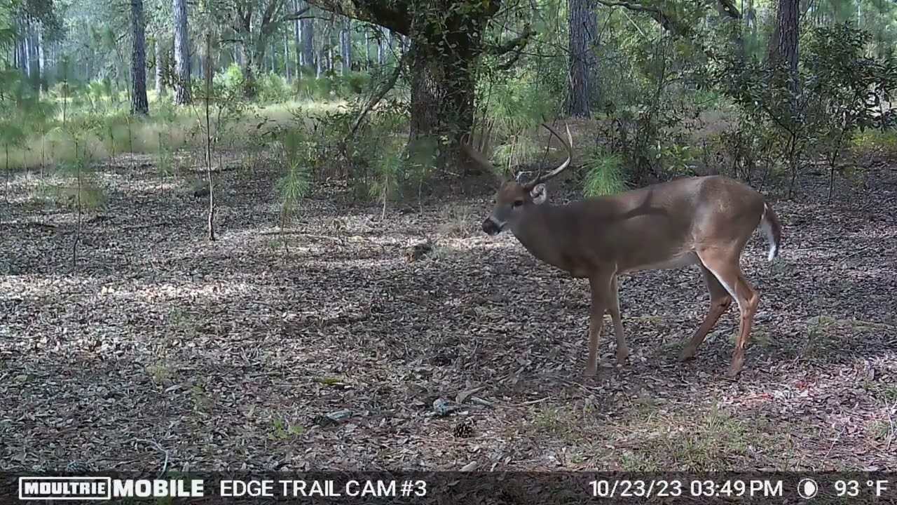Sunnyhill Restoration Area- Moultrie Mobile Edge Trail Cam- October 2023- Wilderness Campground