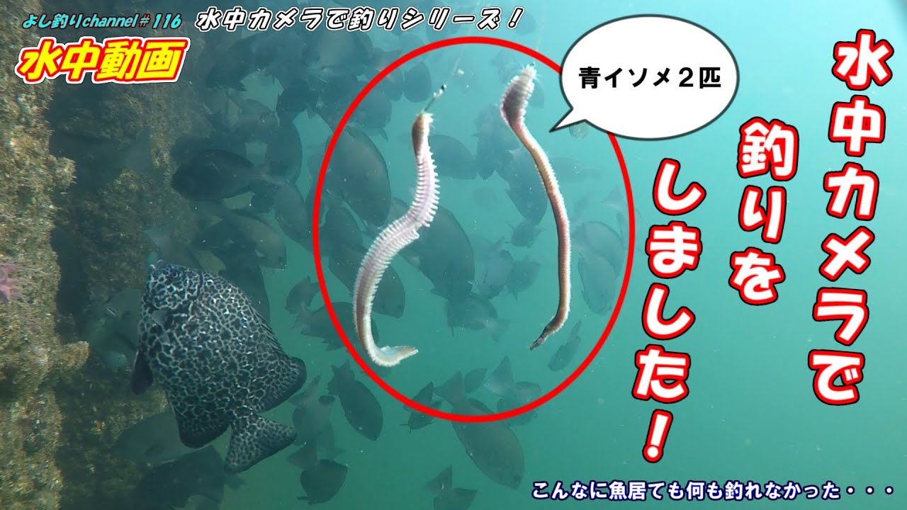 Japanese Underwater Video Fishing Spot In Osaka Youtube