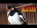 Masteran Jalak Suren Non Stop Mp3 - Mp4 Download