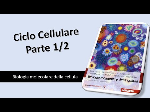 Video: Che tipo di fattori regolano il progresso di una cellula attraverso il ciclo cellulare?