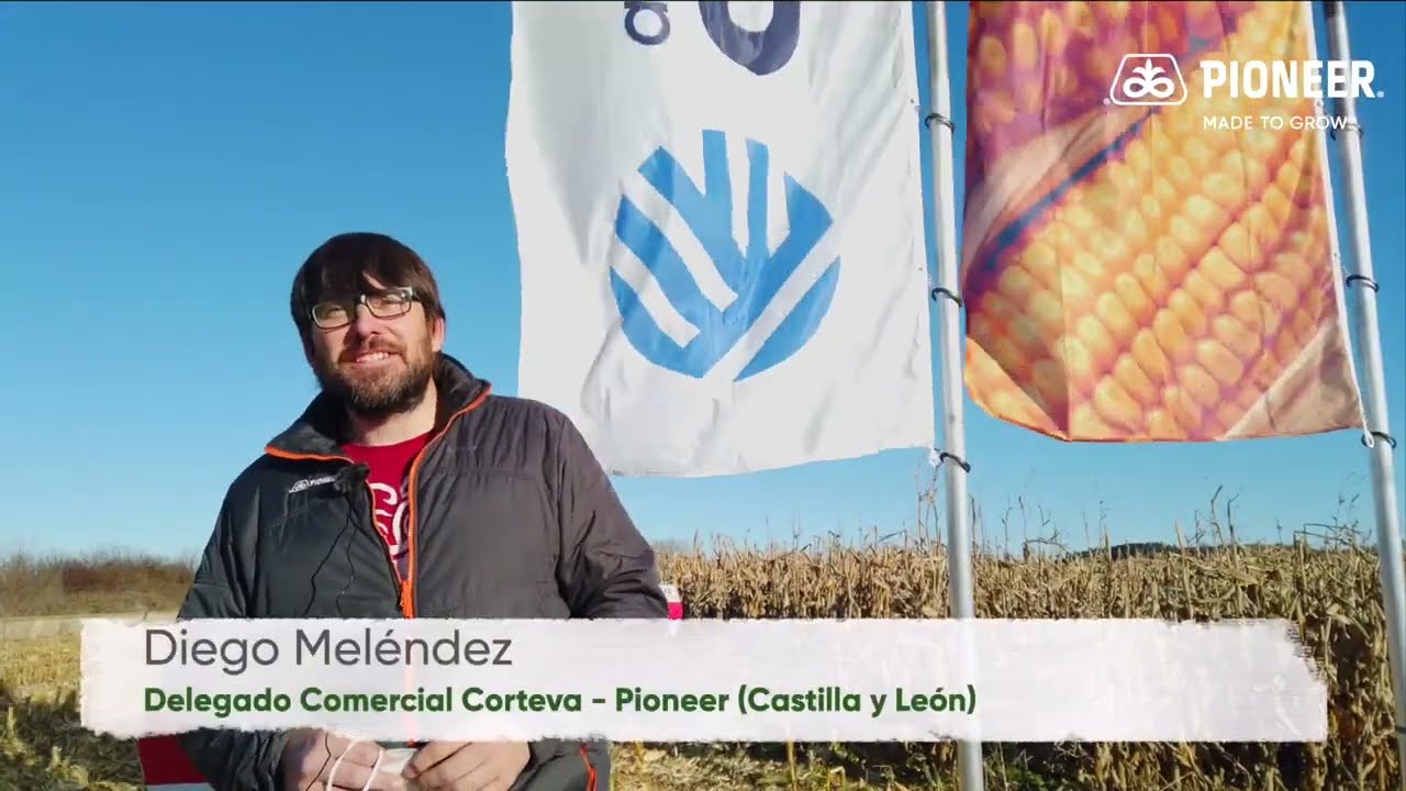 Cosecha de híbridos Pioneer en la Vega de Saldaña (Palencia)