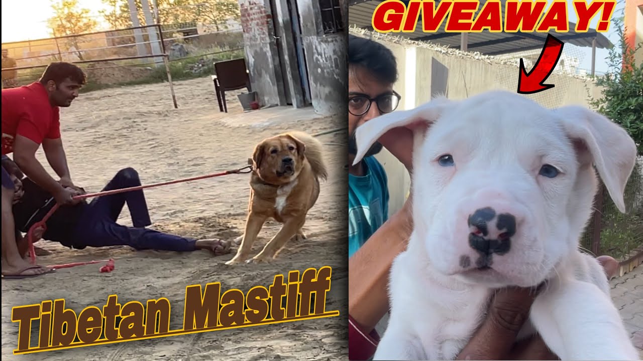 Tibetan mastiff vs gaddi kutta 😮 YouTube