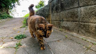 公園で出会ったフワフワ長毛猫がモフられに塀の上に上ってきた