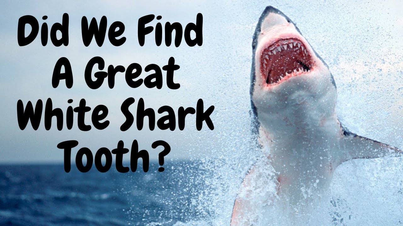 Did We Find A Great White Shark Tooth? 