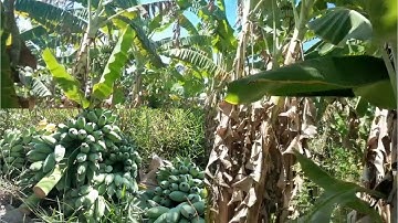 thu mua chuối tại vườn,Châu Thành-Tiền Giang,các bạn ủng hộ mình nhé