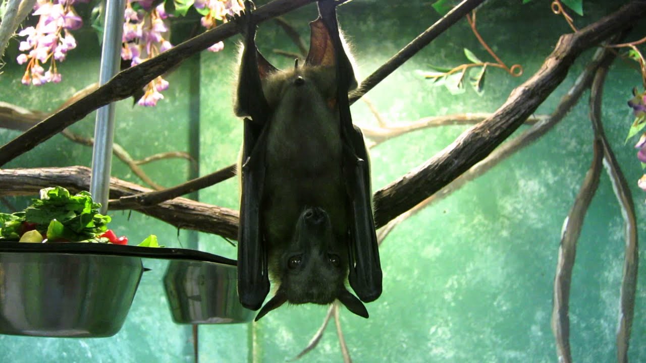 Fruit Bat eating in a funny way - YouTube