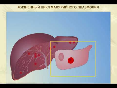 Жизненный цикл малярийного плазмодия. Биология