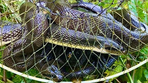 Bẫy 26 Cái L Cá Ở Hầm Âm Để 3 Đêm Dính Rắn Rùa / Fish trap, Snake trap, Turtle trap
