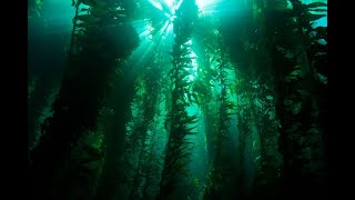 Giant kelp restoration project in Tasmania