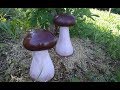 🍄 ГРИБОЧКИ из ЦЕМЕНТА/ Фигурки из бетона/ Поделки для сада и дачи/ Как сделать/ САДОВАЯ ФИГУРА ГРИБ