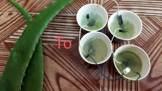 Aloevera To Energy, Free Energy