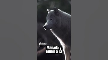 Thumbnail of El lobo | su aullido poderoso #curiosidades #naturaleza #animals #animales #datoscuriosos