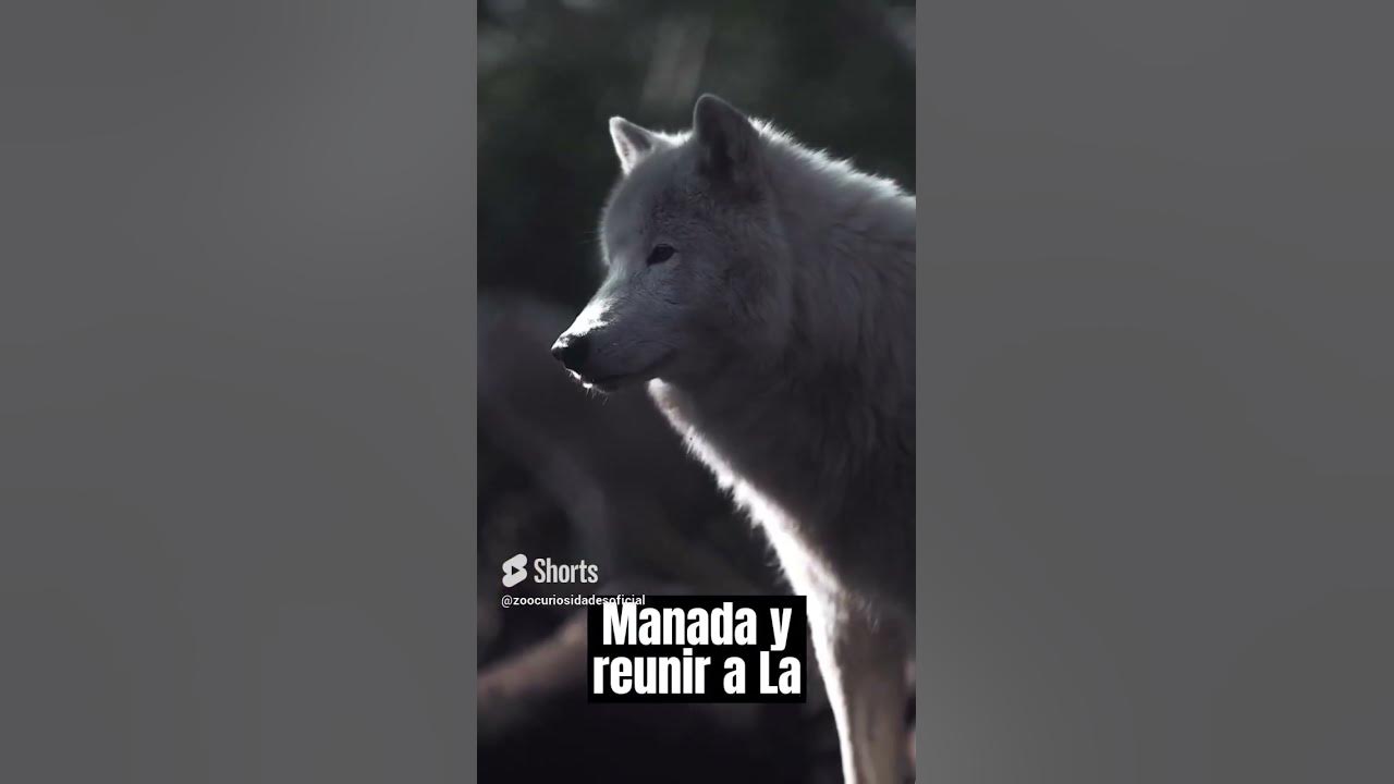 El lobo | su aullido poderoso #curiosidades #naturaleza #animals #animales #datoscuriosos