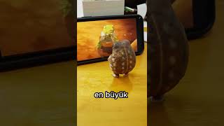 Ohoi Film Delisi Sevimli Kurbağa