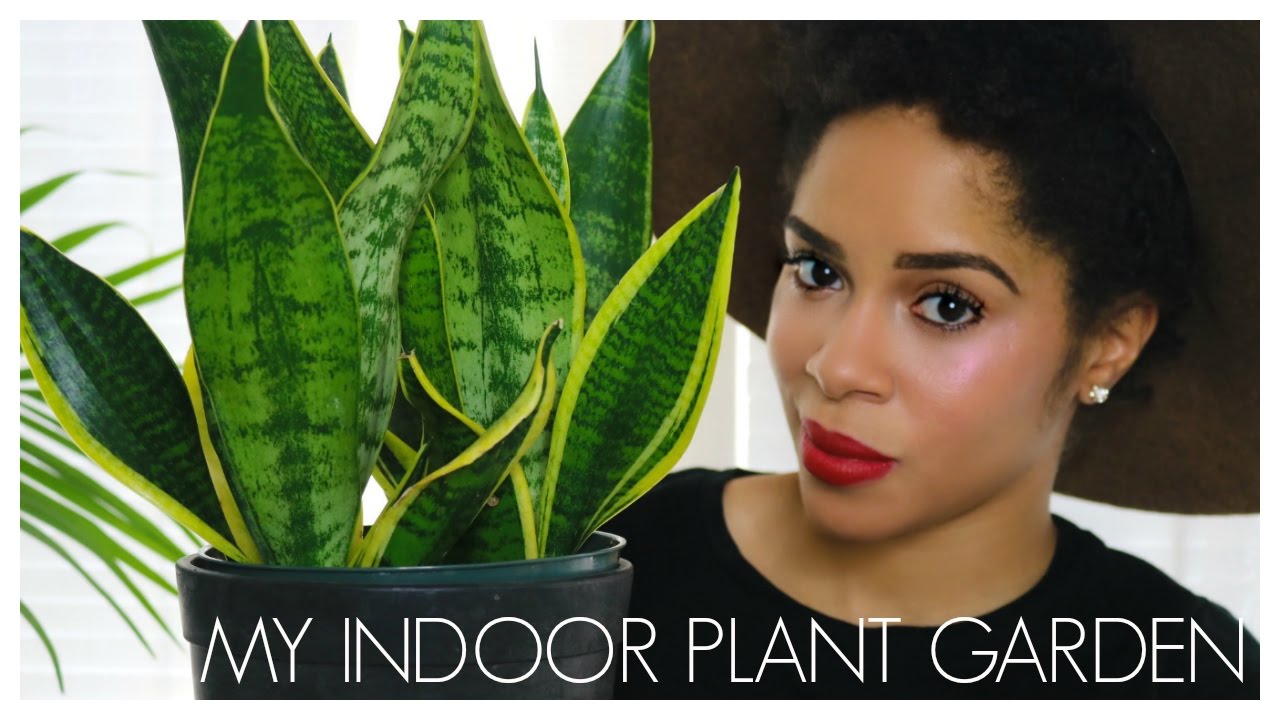 MY HOUSE PLANTS - YouTube
