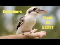 Laughing Kookaburra feed their Baby Chicks. Laughing Kookaburra, funny Australian birds