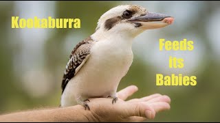 Laughing Kookaburra Feeds Baby Chicks.