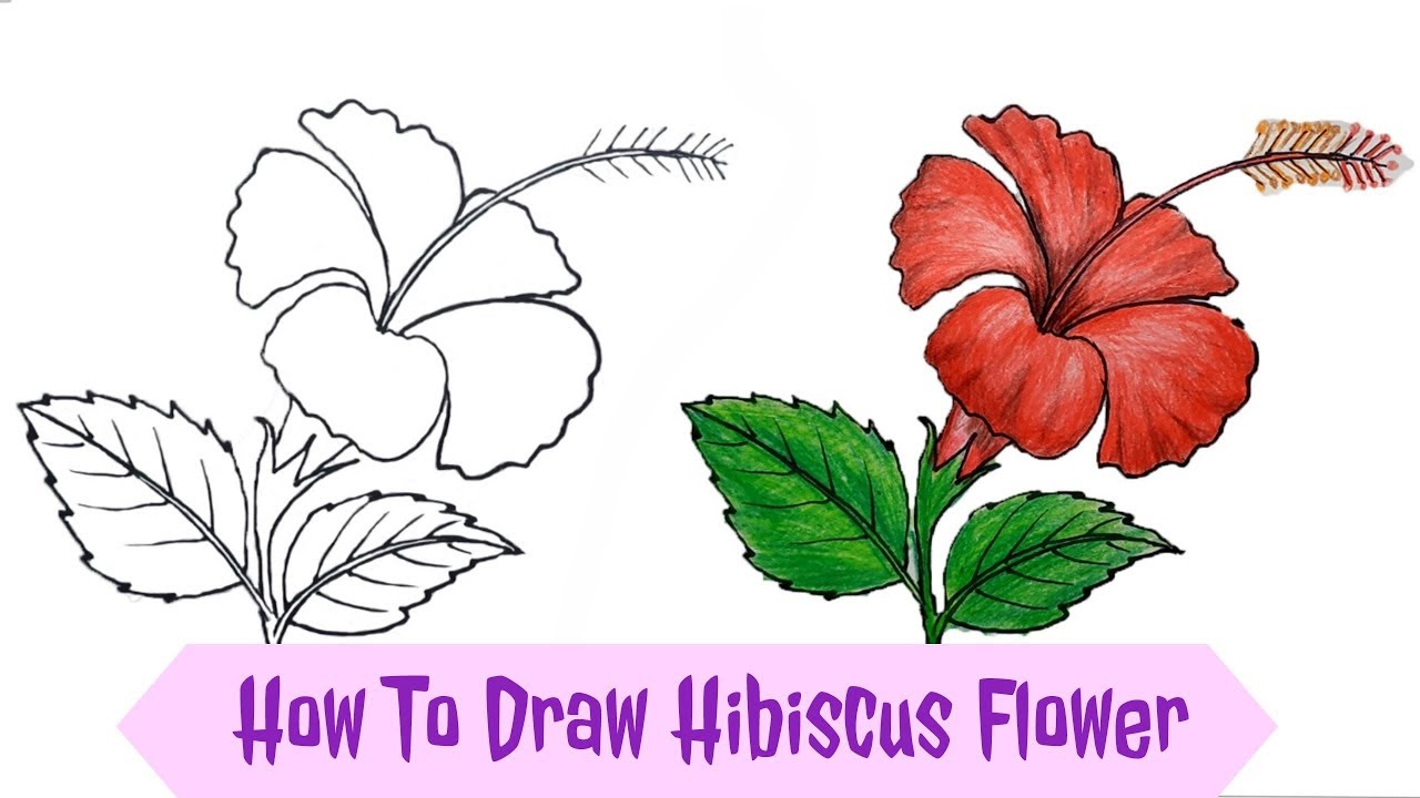 Featured image of post Hibiscus Flower Drawing Colour : Illustration about hibiscus flower graphic head set with leaves and branch with leaves isolated on white background.