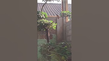 Aviary dan perkutut lokal
