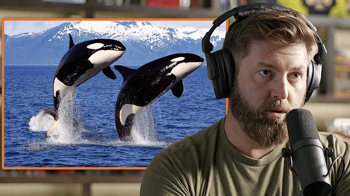 Are Orcas the Smartest Animal in the Ocean? | Forrest Galante