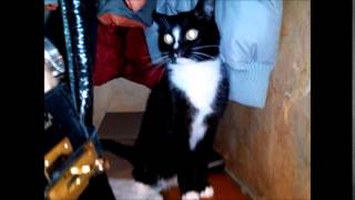 Шипящий кот. Уморительный видео-ролик. Шипящий кот. Уморительный видео-ролик.