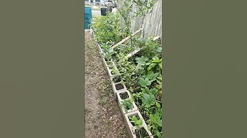 Cinderblock garden beds