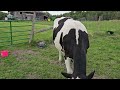 When Will Nellie Moos Calf Come??