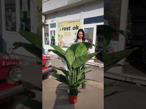 Video: Spathiphyllum өсүмдүгүнүн мекени: Spathiphyllum үй гүлү кайсы өлкөдөн келет? 