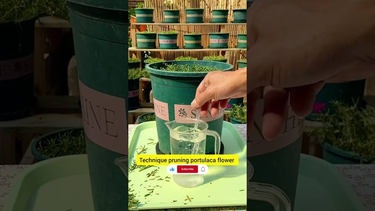 How to make portulaca flower blooms again 