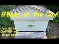 Our First Bees! Up close view of our Bees