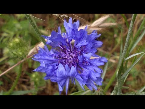 Vídeo: Centáurea Azul - Cultivo E Propriedades Medicinais