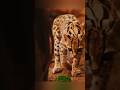 The Unbelievable Secrets of the Amazon Rainforest #shortsfeed