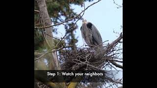 Bellingham Heron Rookery