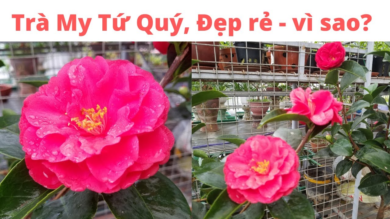 Trà My Tứ Quý rẻ đẹp - vì sao | Đức Thành KB