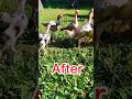 Chicks transformation from day old to months old #day1#short #shortsviral #transformation